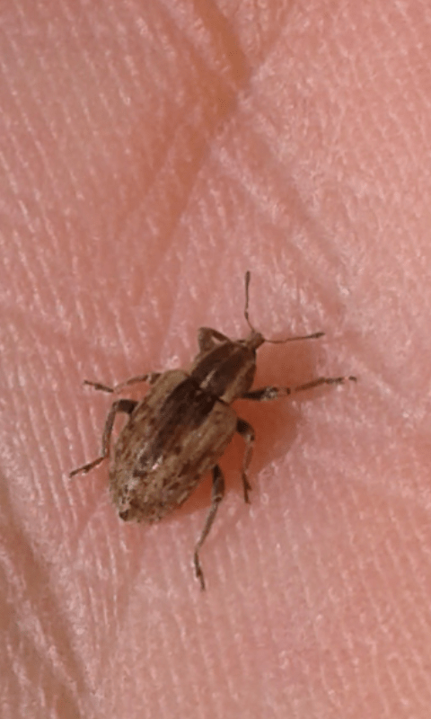 Curculionidae : Hypera sp.? Sì, Hypera postica